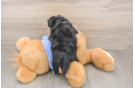 Mini Aussiedoodle Puppy for Adoption