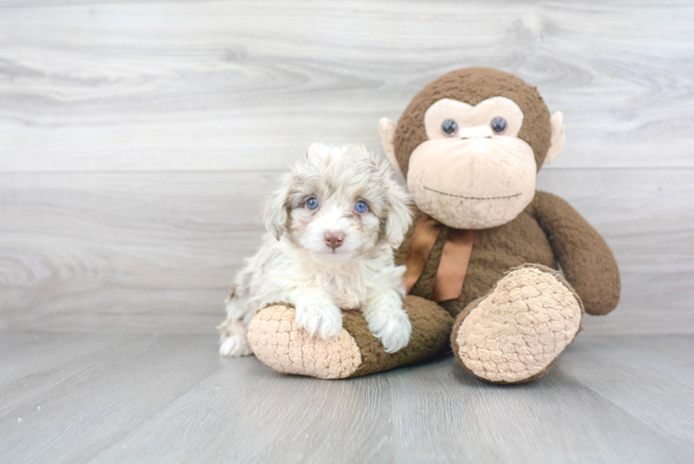 Smart Mini Aussiedoodle Poodle Mix Pup