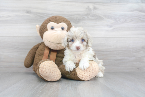 Hypoallergenic Aussiepoo Poodle Mix Puppy