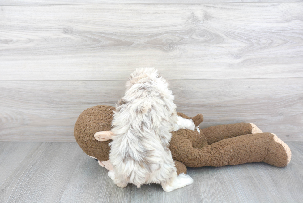 Mini Aussiedoodle Pup Being Cute