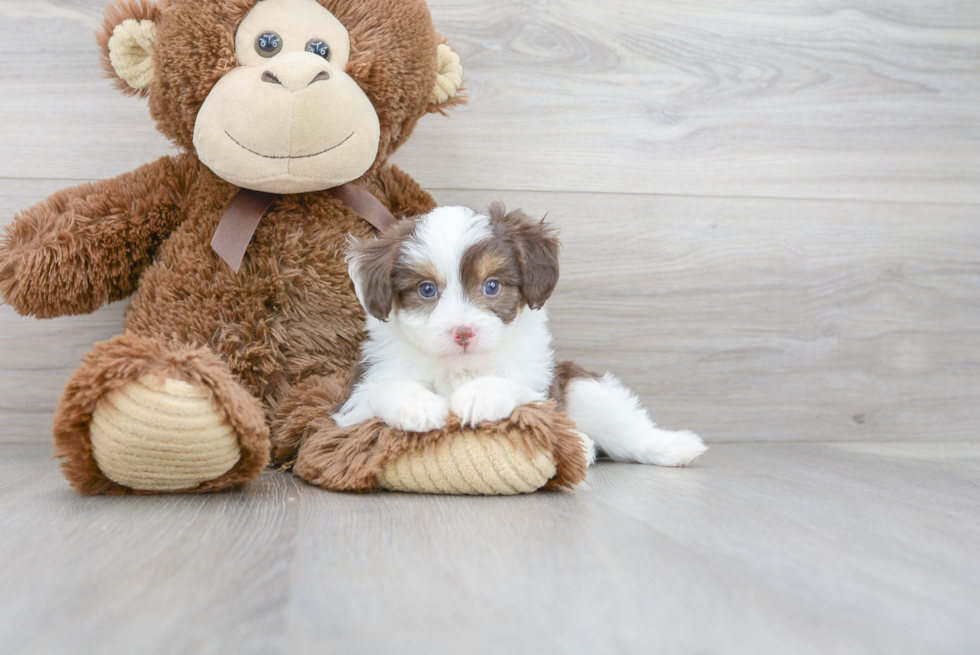 Funny Mini Aussiedoodle Poodle Mix Pup