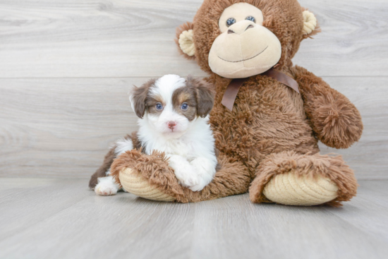 Petite Mini Aussiedoodle Poodle Mix Pup