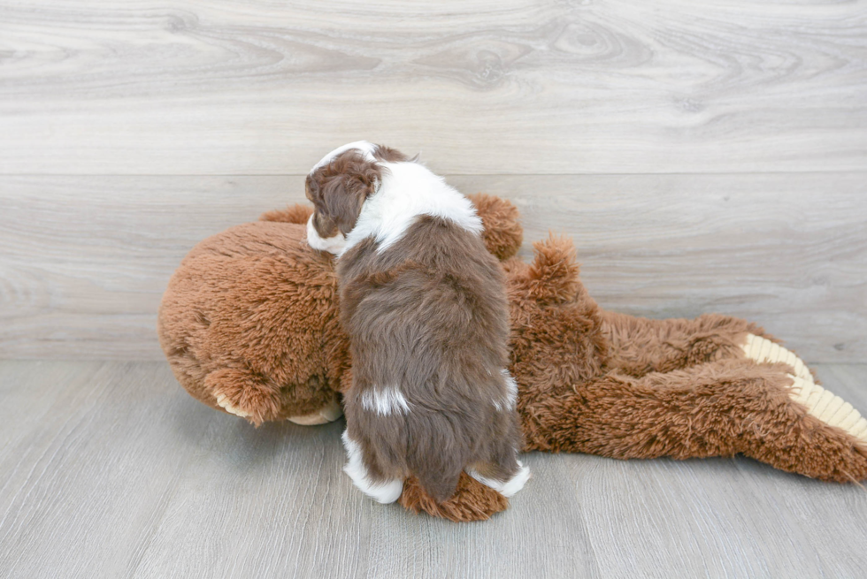 Mini Aussiedoodle Puppy for Adoption