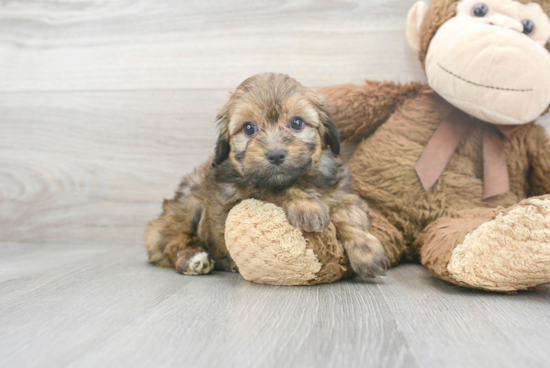 Mini Aussiedoodle Puppy for Adoption