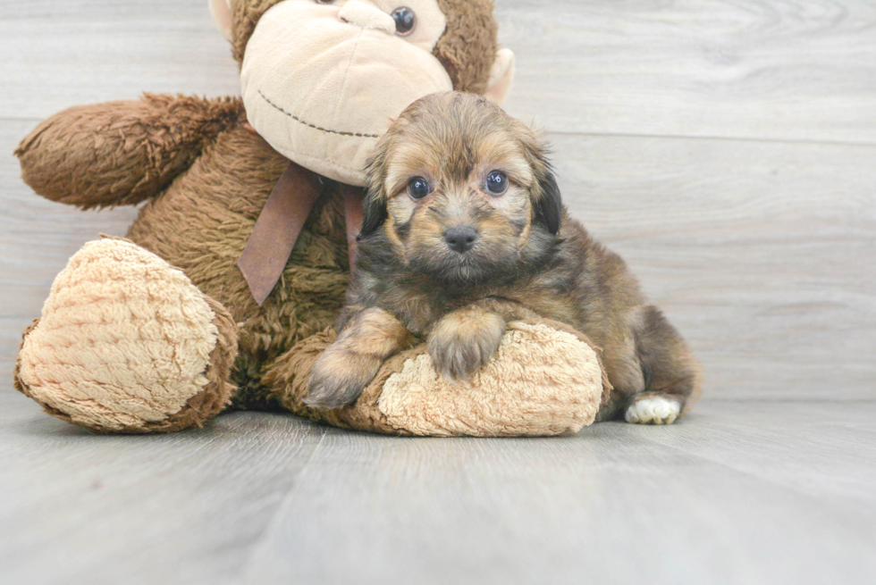 Mini Aussiedoodle Pup Being Cute