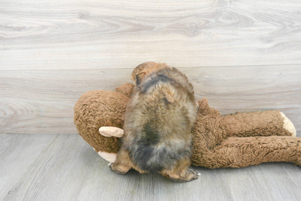 Popular Mini Aussiedoodle Poodle Mix Pup