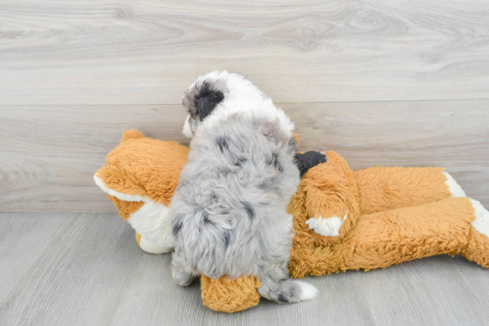 Mini Aussiedoodle Pup Being Cute