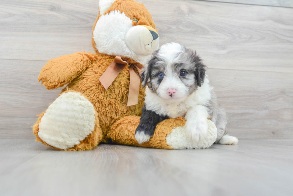 Mini Aussiedoodle Pup Being Cute