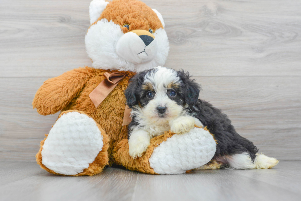 Fluffy Mini Aussiedoodle Poodle Mix Pup