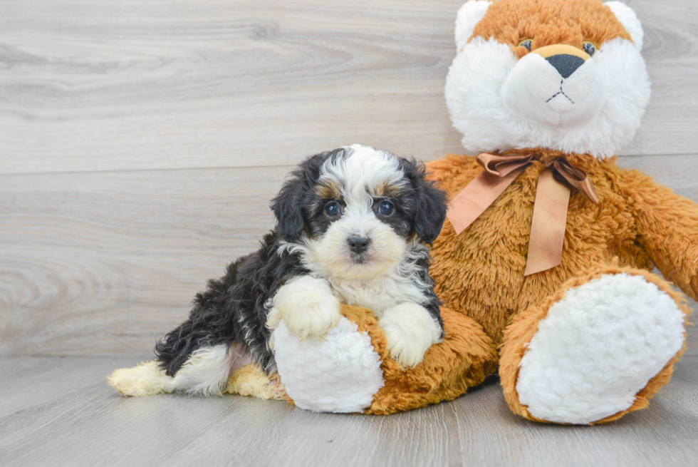 Mini Aussiedoodle Puppy for Adoption