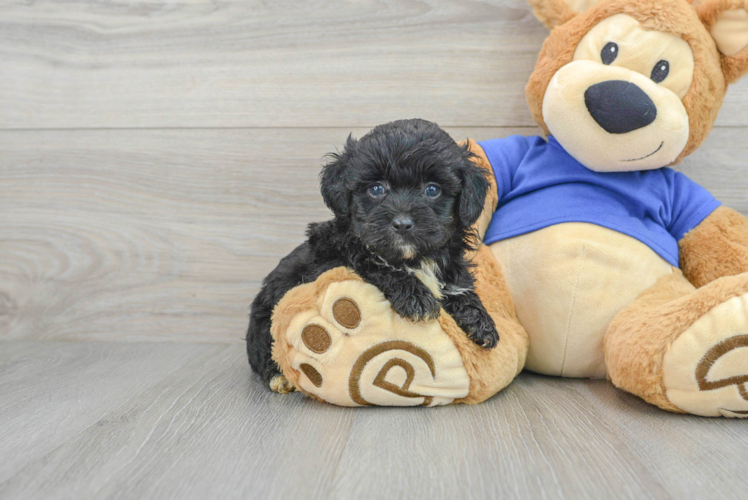 Energetic Aussiepoo Poodle Mix Puppy