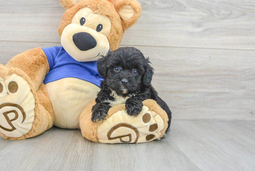 Small Mini Aussiedoodle Baby