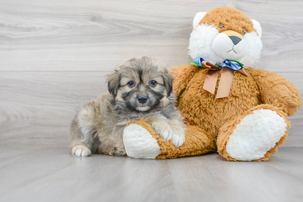 Best Mini Aussiedoodle Baby