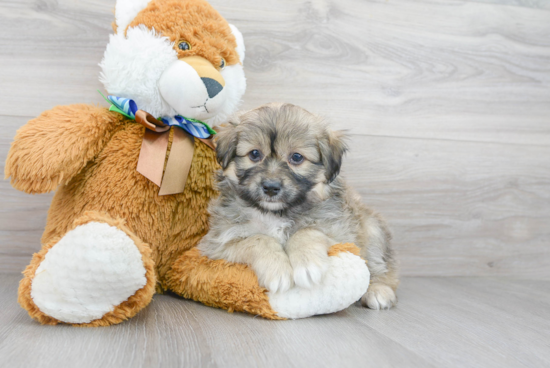 Playful Aussiepoo Poodle Mix Puppy