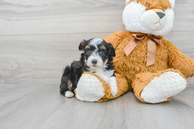 Little Aussiepoo Poodle Mix Puppy