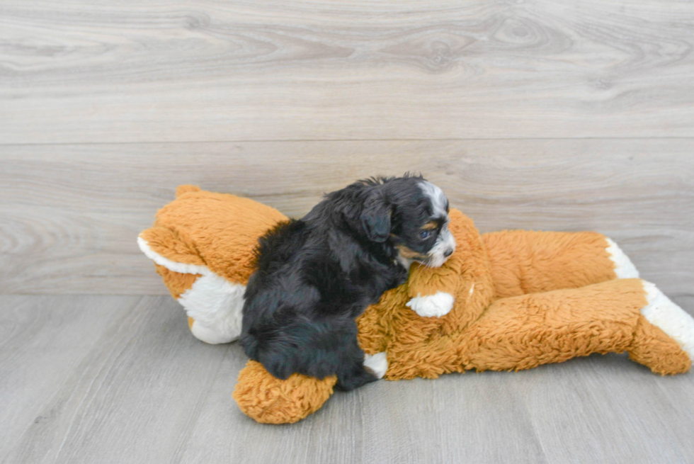 Funny Mini Aussiedoodle Poodle Mix Pup