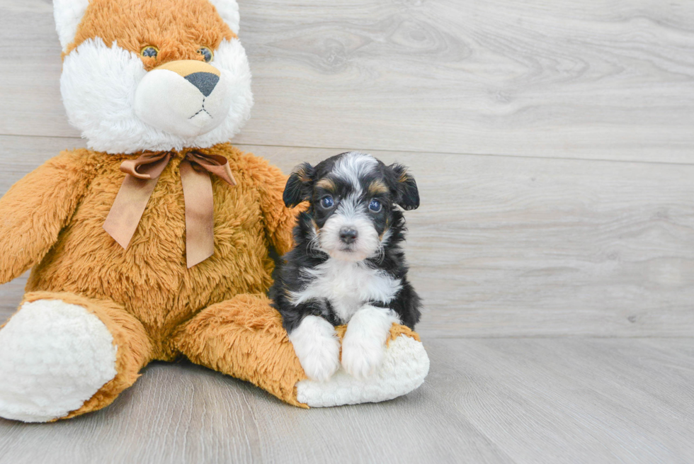 Smart Mini Aussiedoodle Poodle Mix Pup