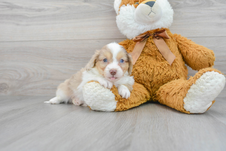 Funny Mini Aussiedoodle Poodle Mix Pup