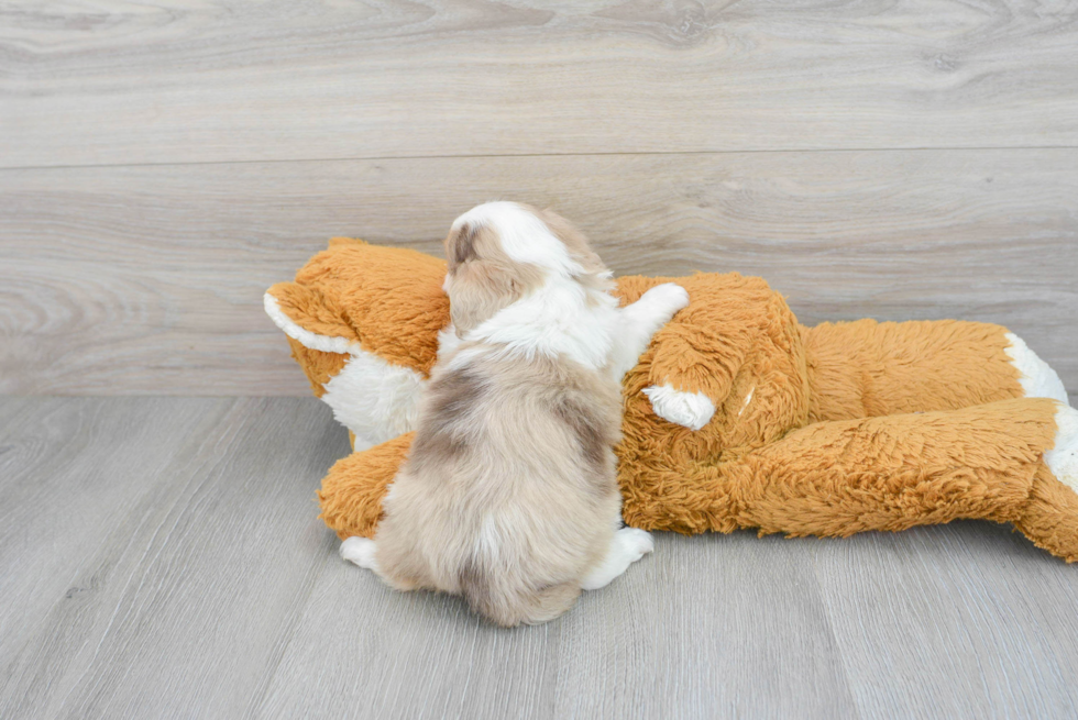 Petite Mini Aussiedoodle Poodle Mix Pup