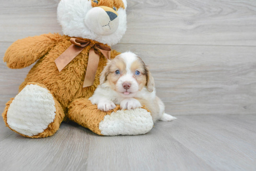 Mini Aussiedoodle Puppy for Adoption