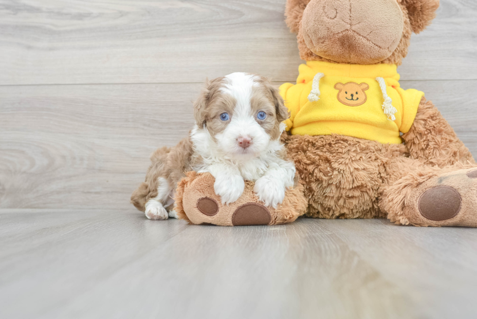 Best Mini Aussiedoodle Baby