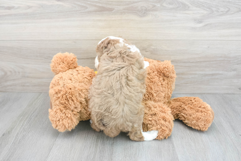 Best Mini Aussiedoodle Baby