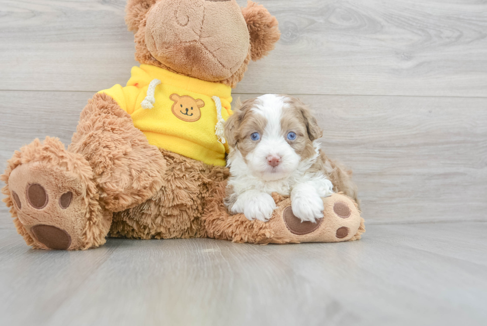 Mini Aussiedoodle Pup Being Cute