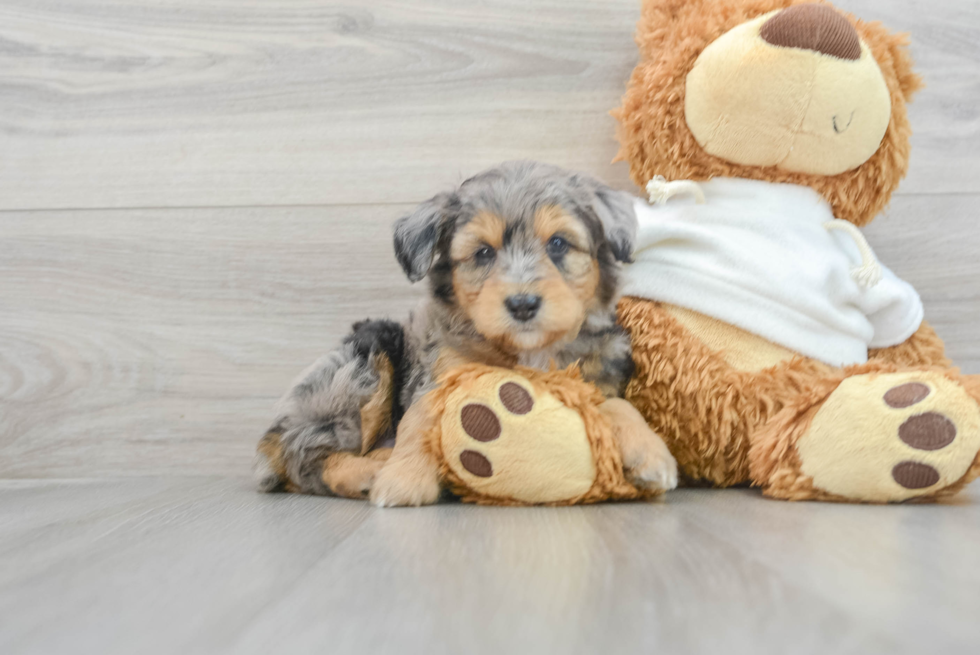 Best Mini Aussiedoodle Baby