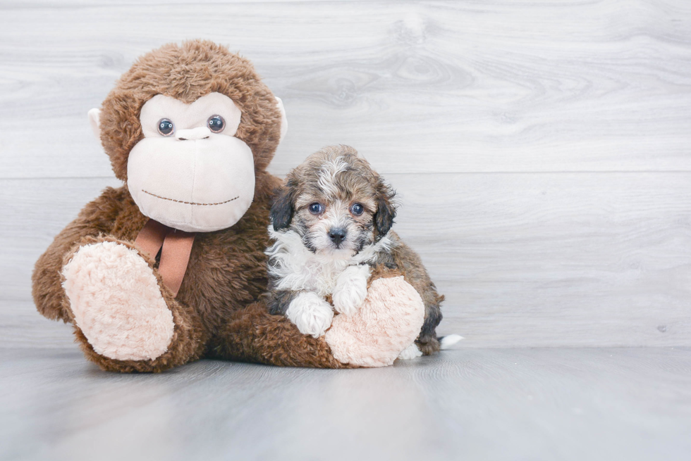 Best Mini Aussiedoodle Baby