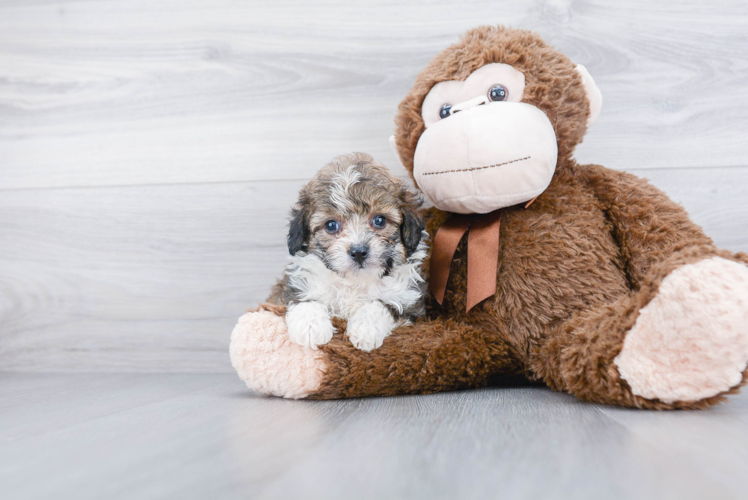 Mini Aussiedoodle Puppy for Adoption