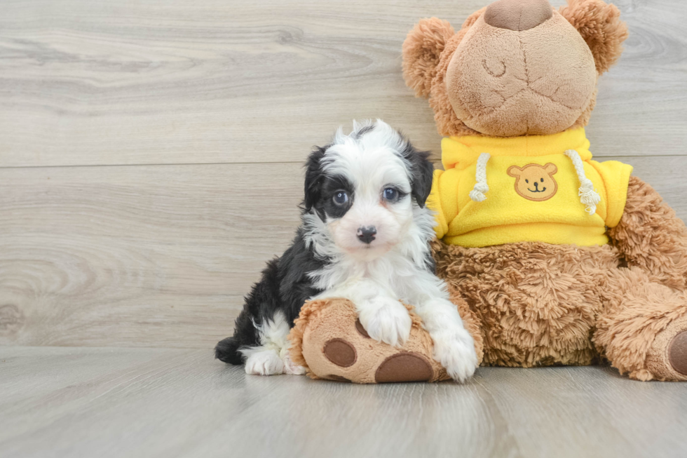 Playful Mini Aussiepoodle Poodle Mix Puppy