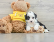 8 week old Mini Aussiedoodle Puppy For Sale - Premier Pups