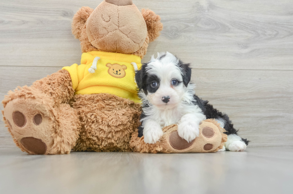 7 week old Mini Aussiedoodle Puppy For Sale - Premier Pups