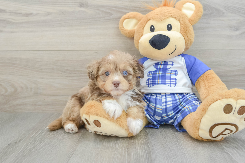 6 week old Mini Aussiedoodle Puppy For Sale - Premier Pups