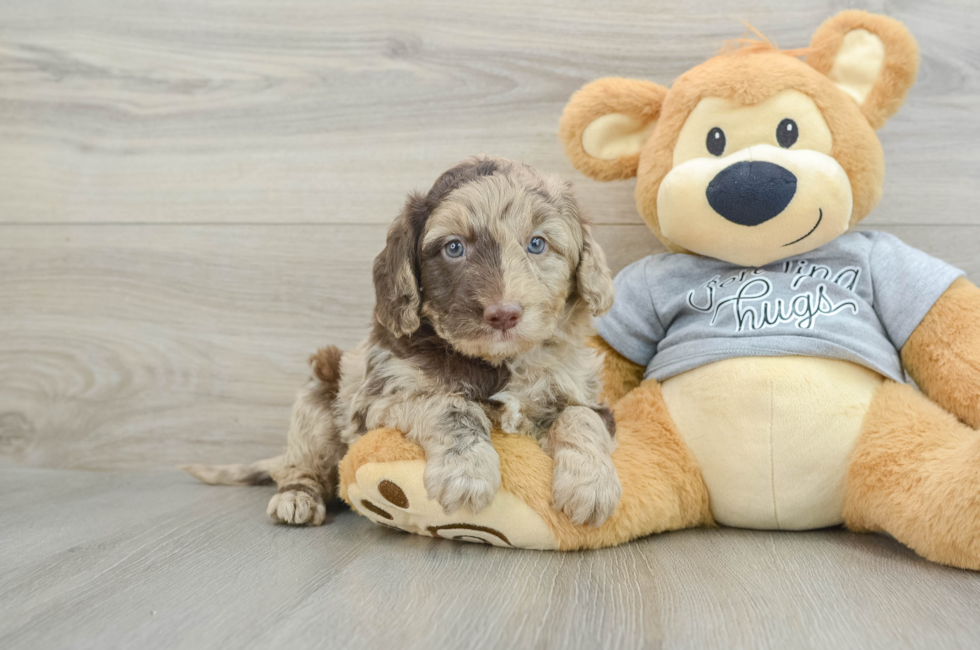 5 week old Mini Aussiedoodle Puppy For Sale - Premier Pups