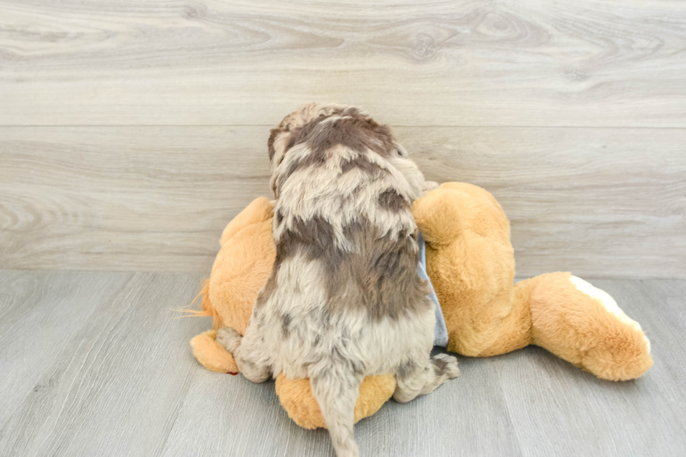 Petite Mini Aussiedoodle Poodle Mix Pup