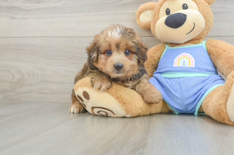 5 week old Mini Aussiedoodle Puppy For Sale - Premier Pups