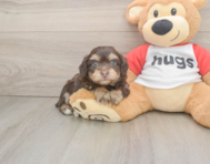 8 week old Mini Aussiedoodle Puppy For Sale - Premier Pups