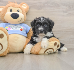 7 week old Mini Aussiedoodle Puppy For Sale - Premier Pups