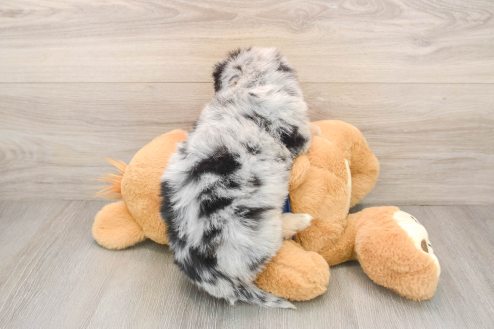 Happy Mini Aussiedoodle Baby