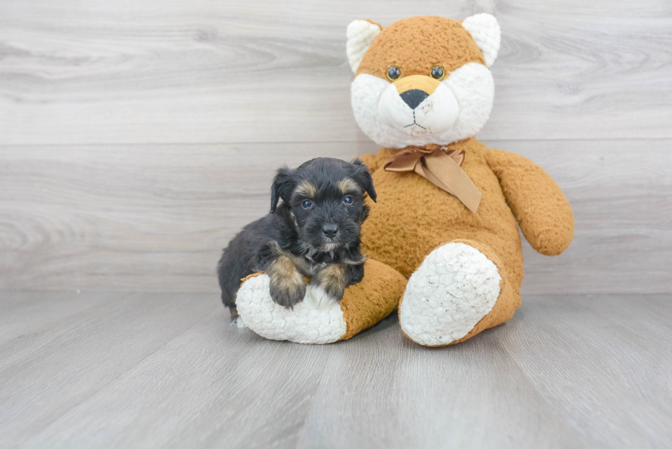 Funny Mini Aussiedoodle Poodle Mix Pup