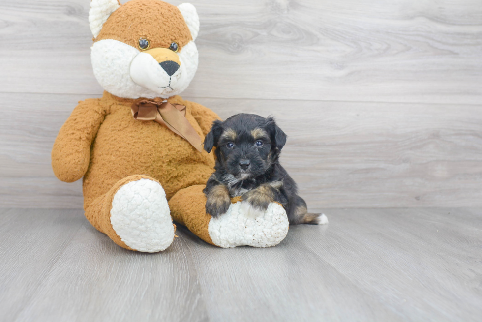 Adorable Aussiepoo Poodle Mix Puppy