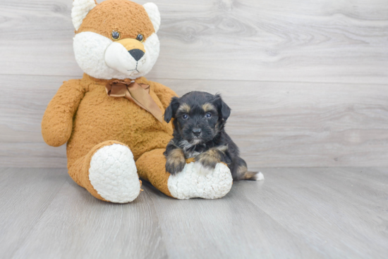 Adorable Aussiepoo Poodle Mix Puppy