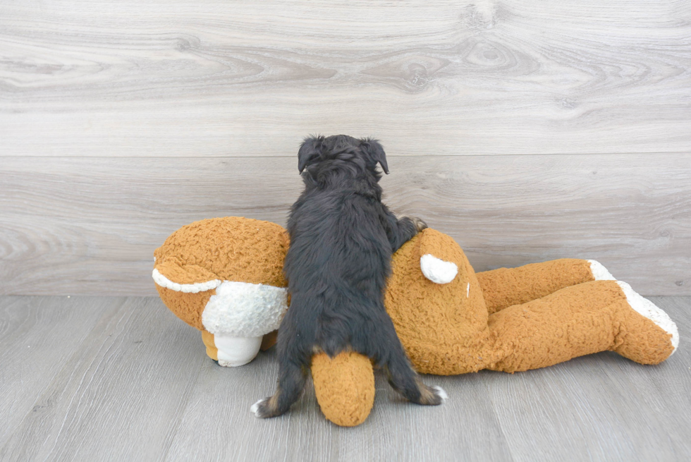 Best Mini Aussiedoodle Baby