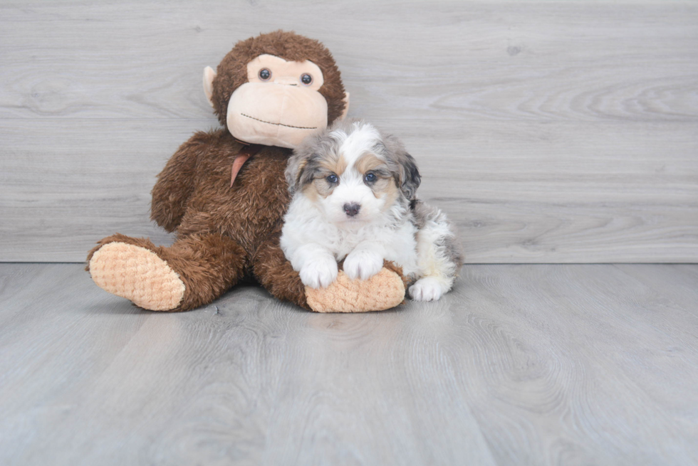 Sweet Mini Aussiedoodle Baby