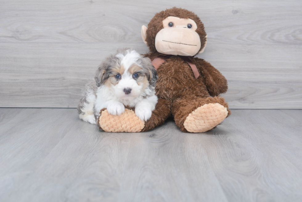 Best Mini Aussiedoodle Baby