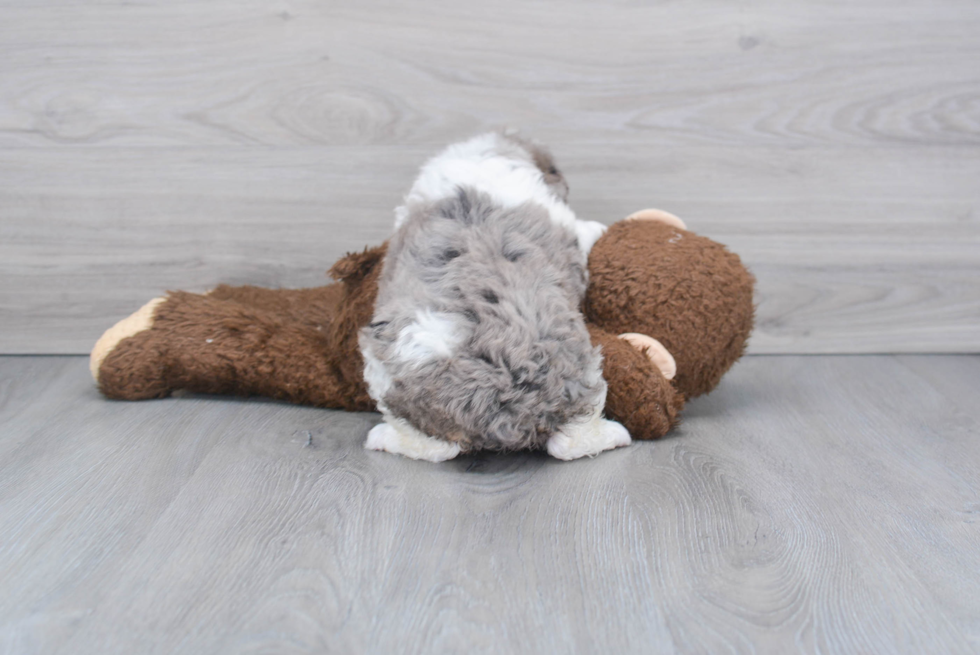 Mini Aussiedoodle Puppy for Adoption