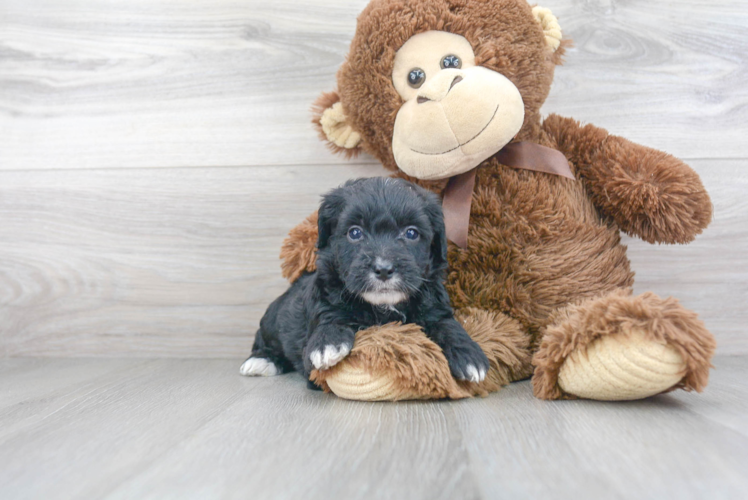 Friendly Mini Aussiedoodle Baby