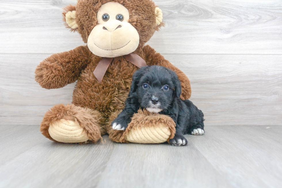 Funny Mini Aussiedoodle Poodle Mix Pup