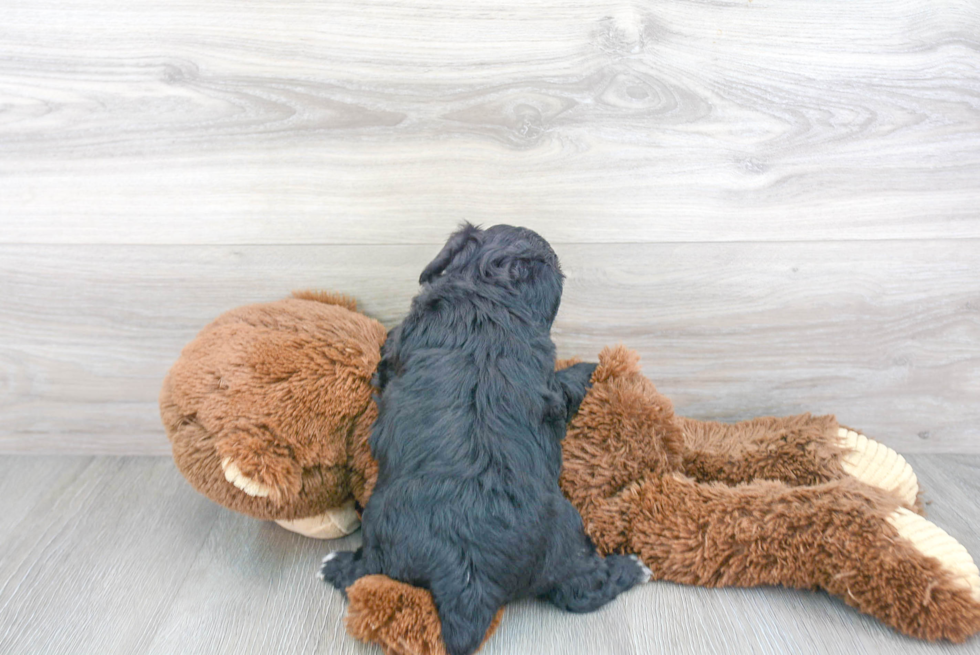 Mini Aussiedoodle Pup Being Cute